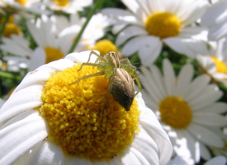 Oxyopes